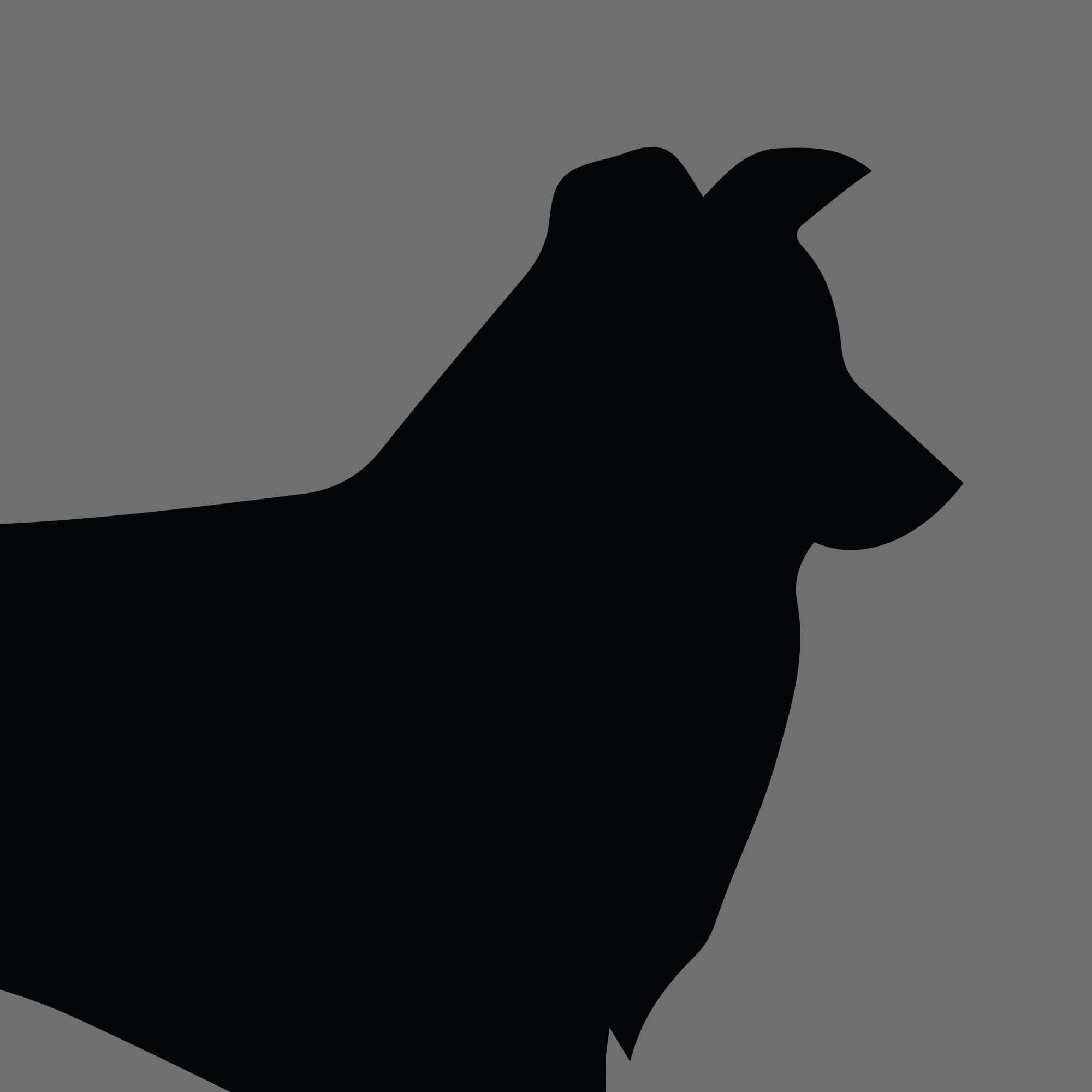 Dog Silhouette Square Border Collie