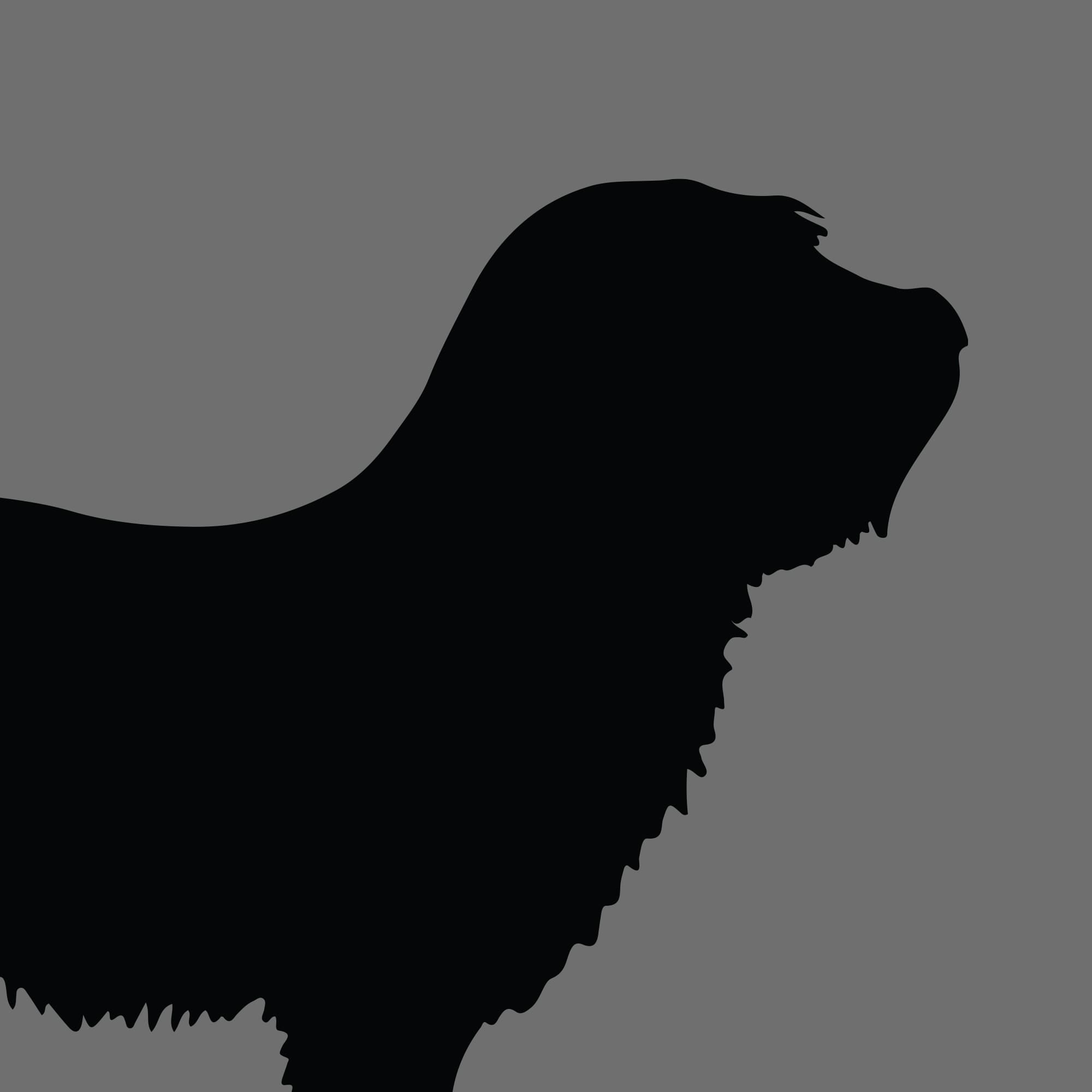 Dog Silhouette Square Glen of Imaal Terrier 1