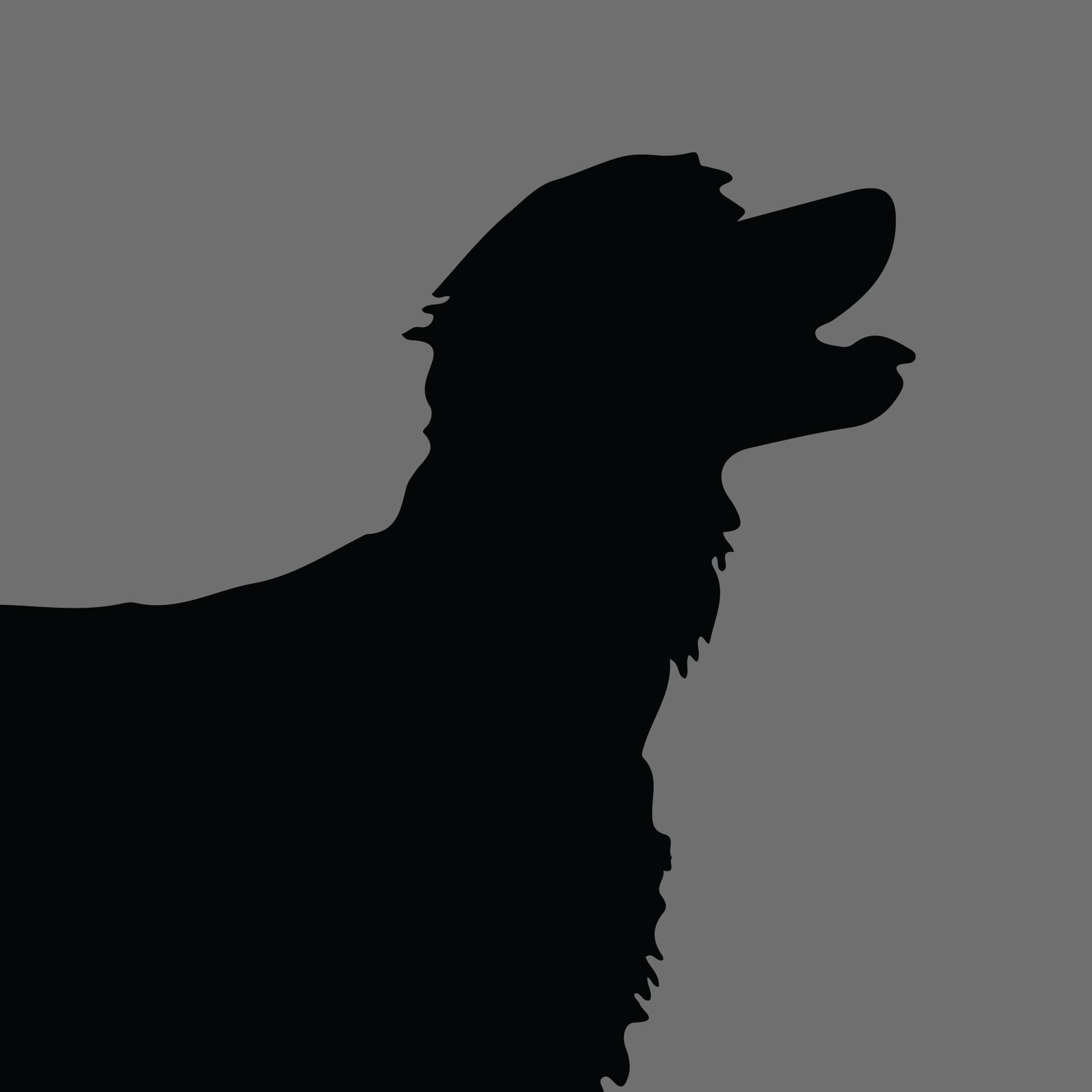 Dog Silhouette Square Irish Water Spaniel