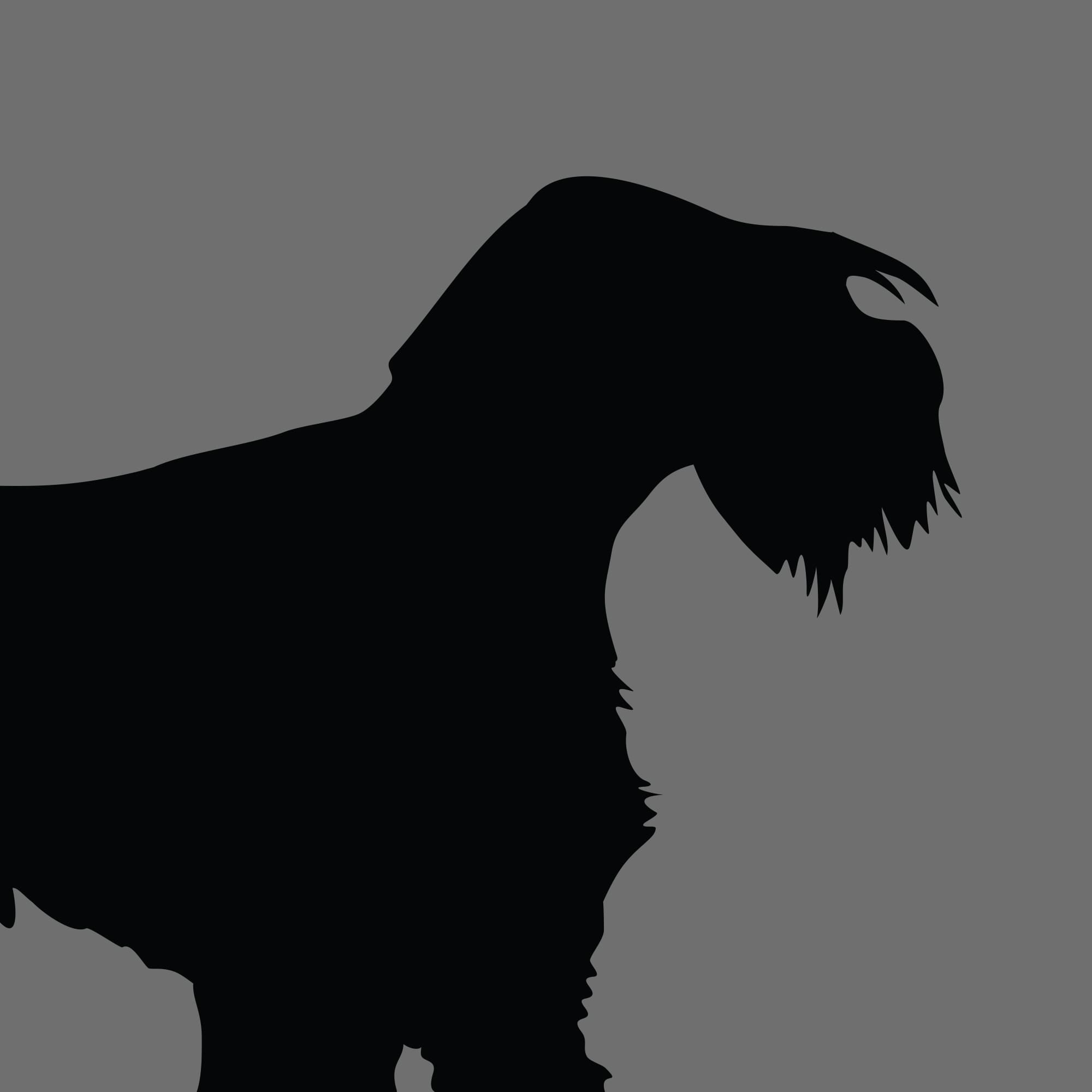 Dog Silhouette Square Lakeland Terrier