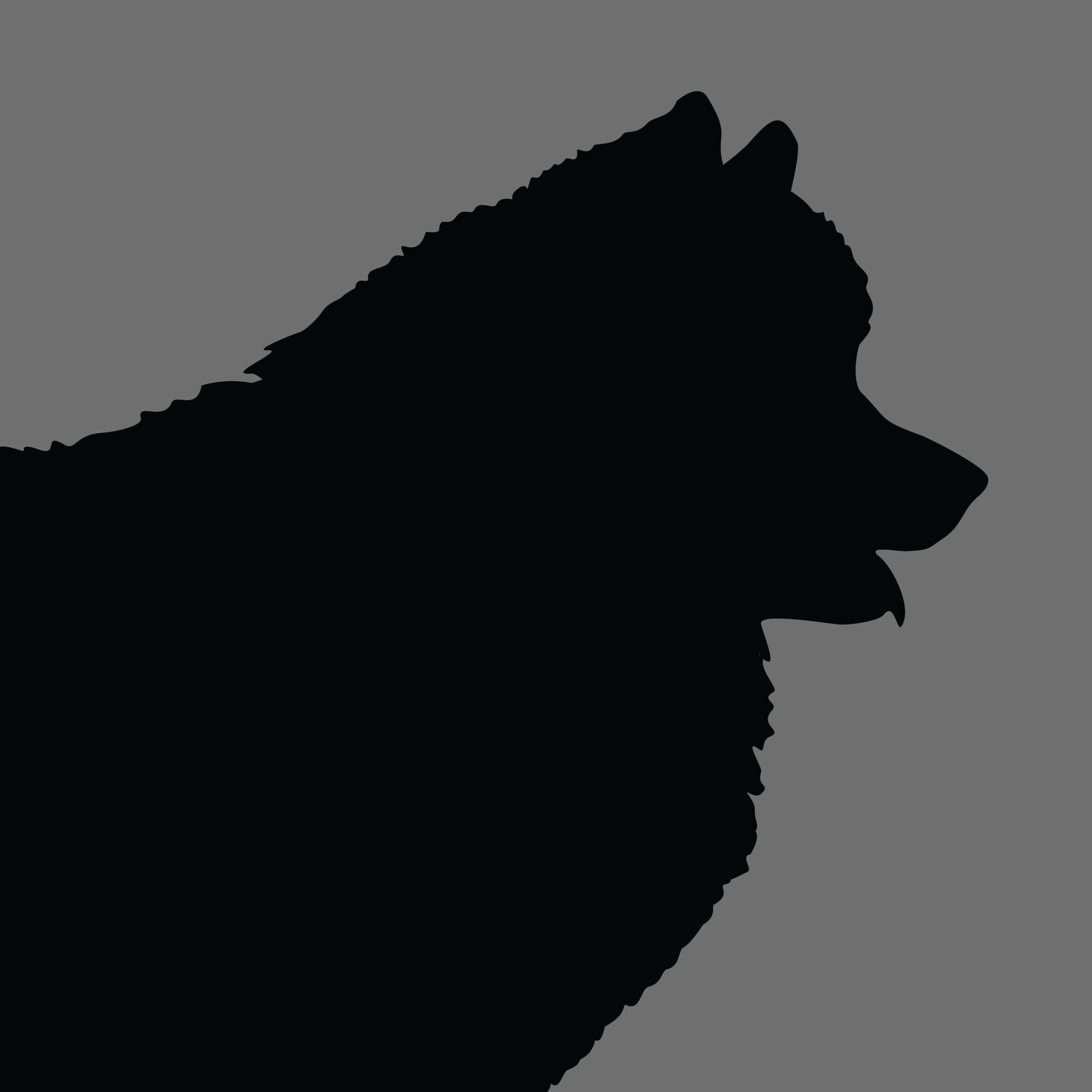 Dog Silhouette Square Samoyed