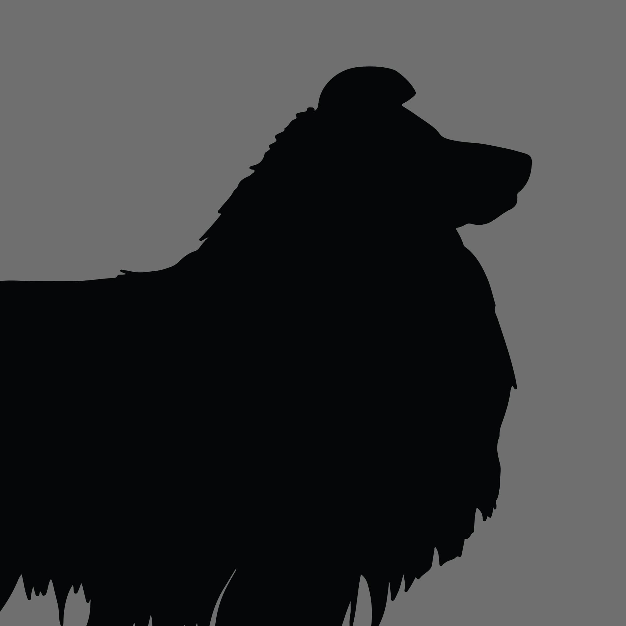 Dog Silhouette Square Shetland Sheepdog 1