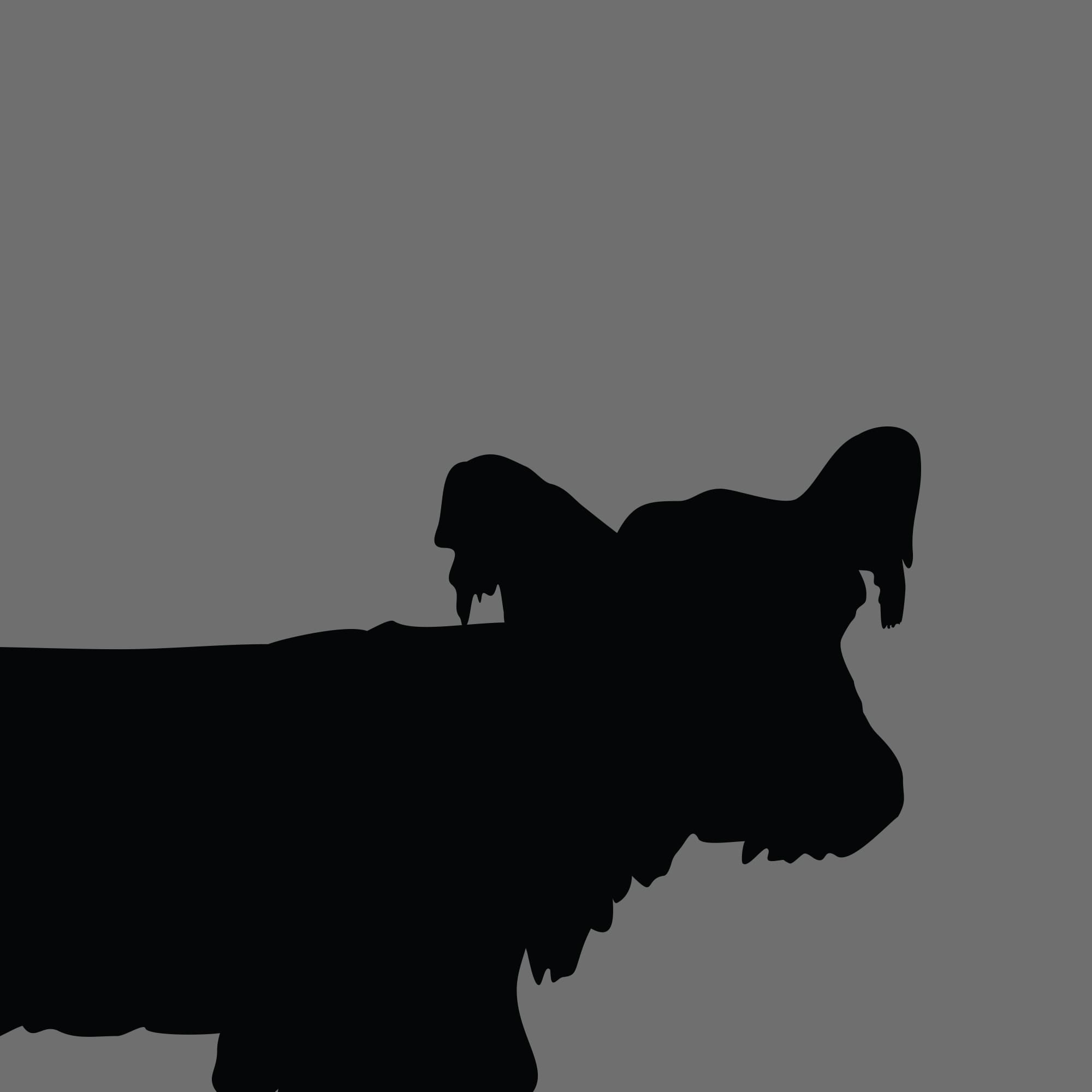 Dog Silhouette Square Skye Terrier
