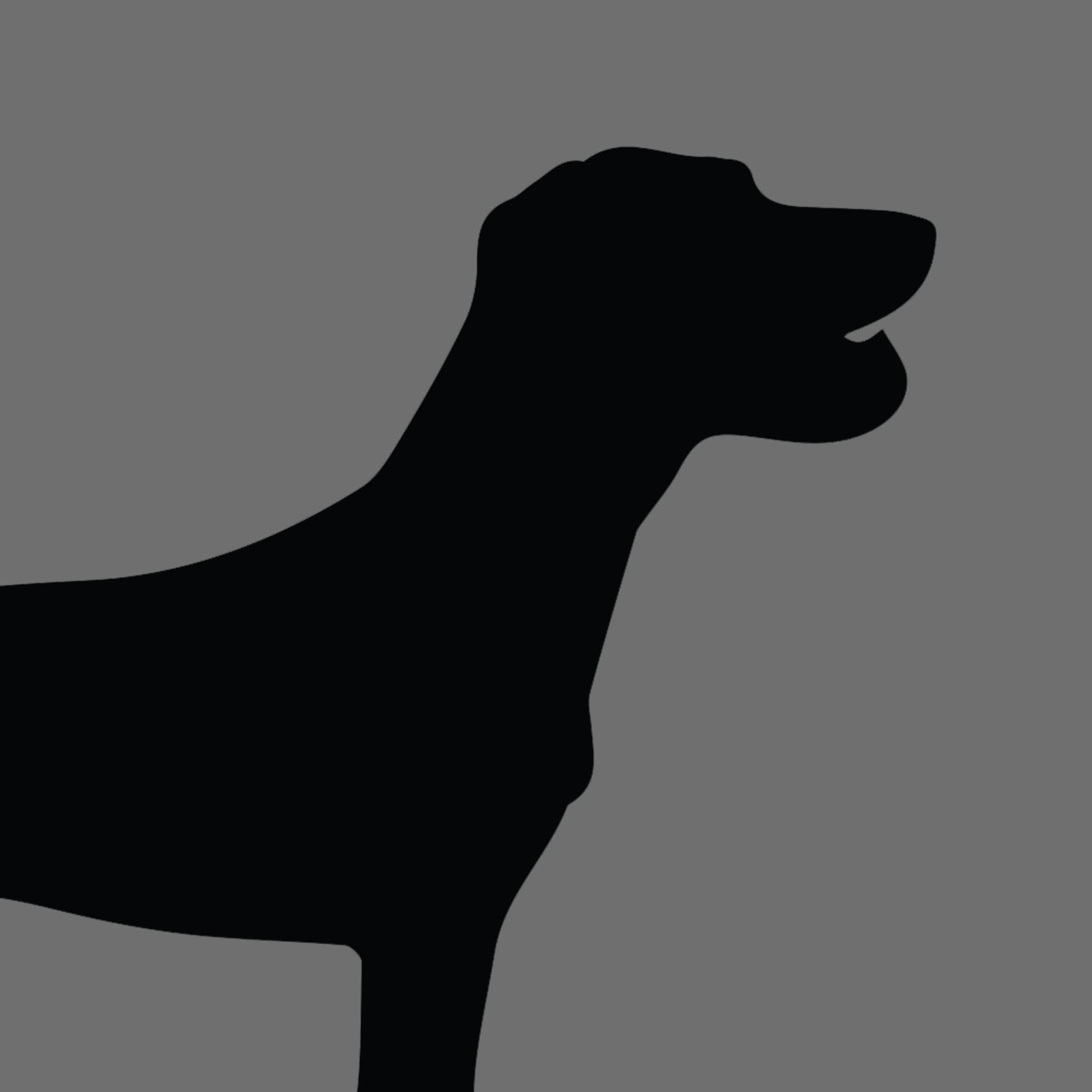 Dog Silhouette Square Tenterfield Terrier