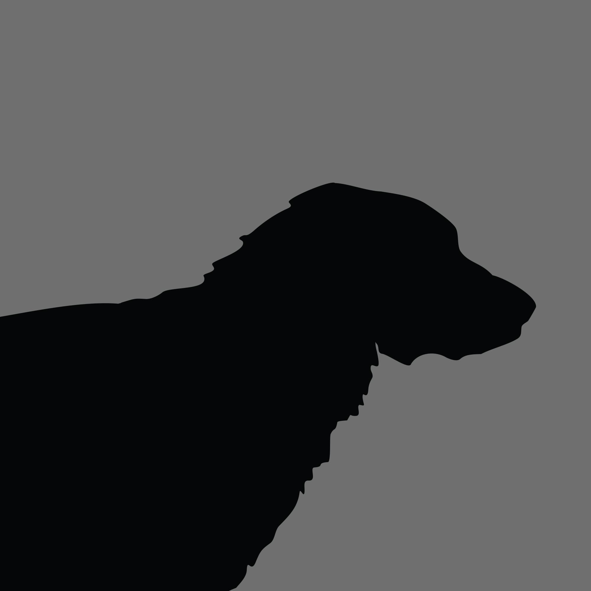 Dog Silhouette Square Weimaraner Long Haired