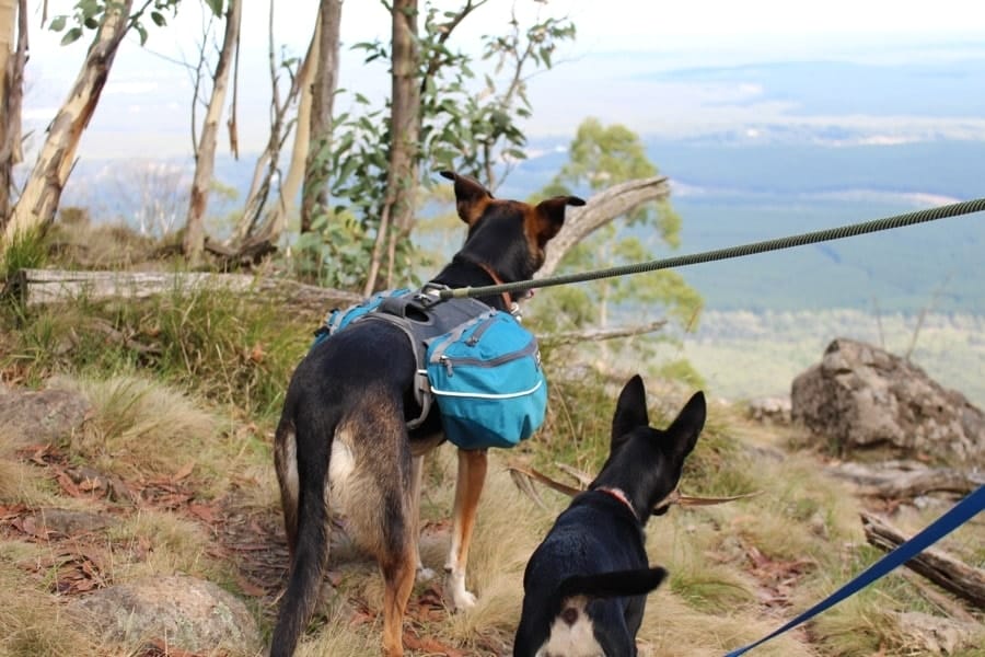 Hiking with your dog