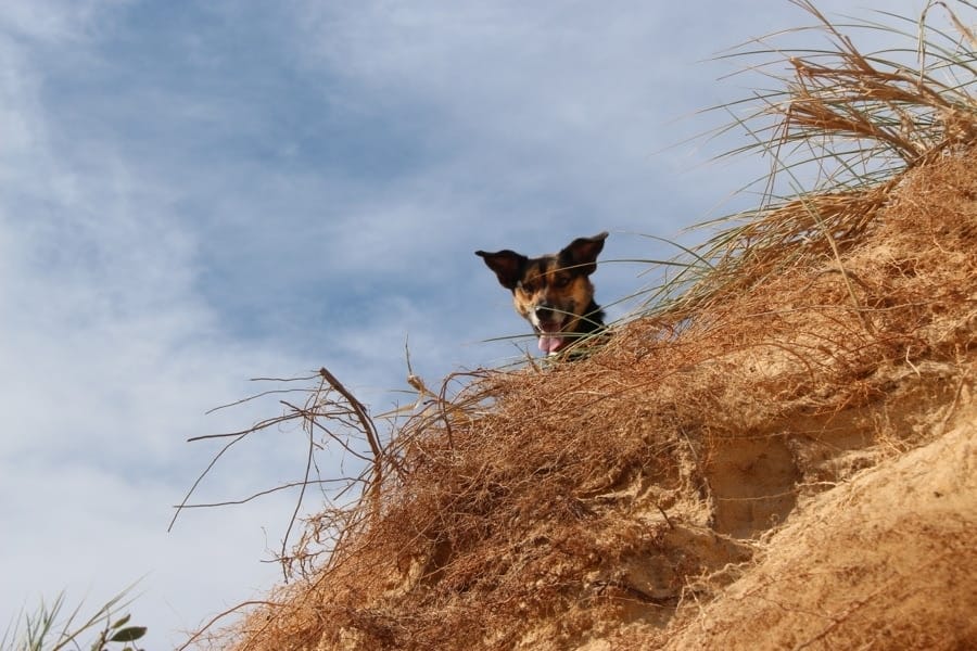 Hiking with your dog