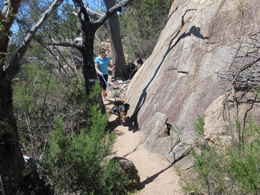 Hiking with your dog