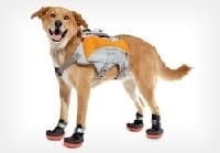 Dog with shoes