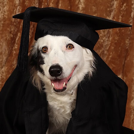 Elle Border Collie web