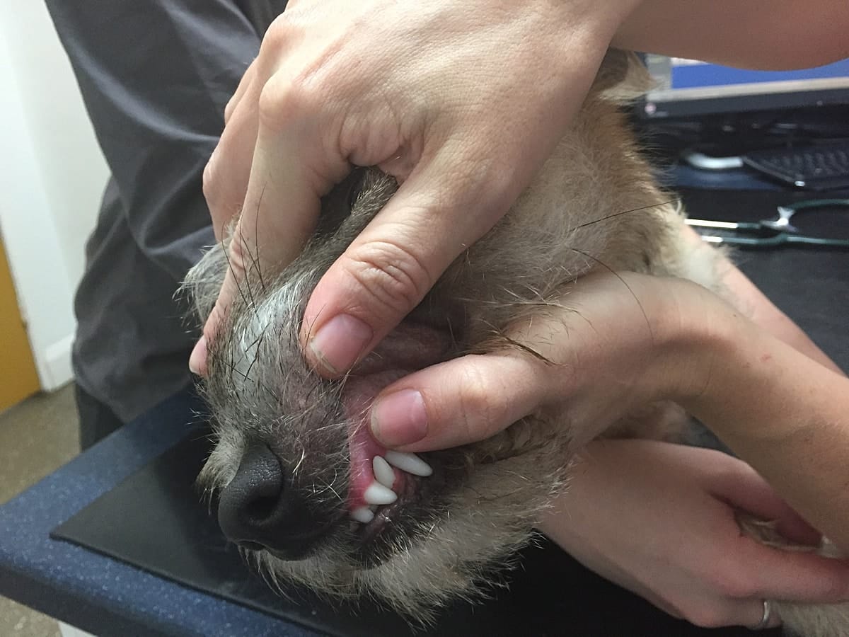 First Aid for Dogs Basic Examination Capillary refill time