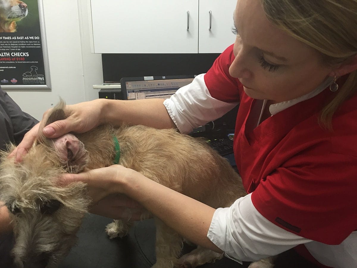 First Aid for Dogs Basic Examination check ears