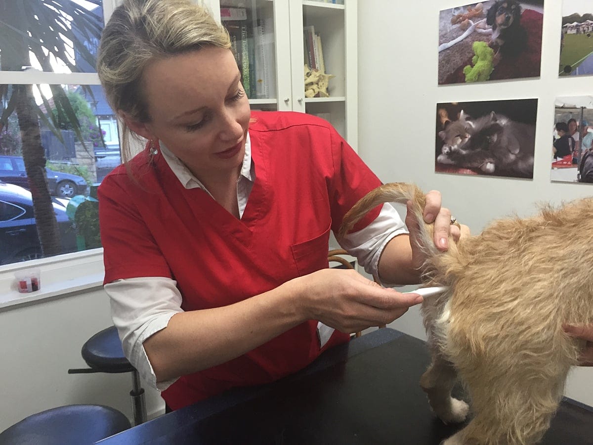 First Aid for Dogs Basic Examination Check temp
