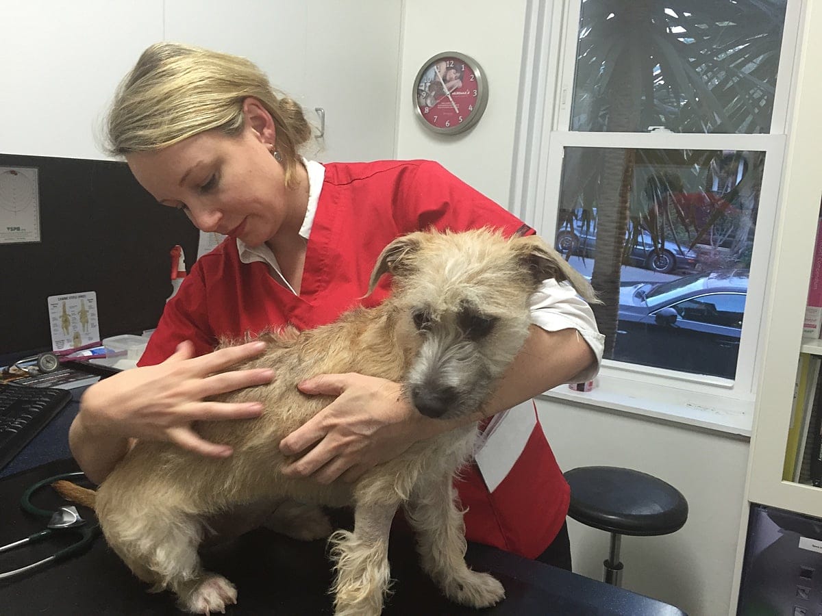 First Aid for Dogs Basic Examination check weight
