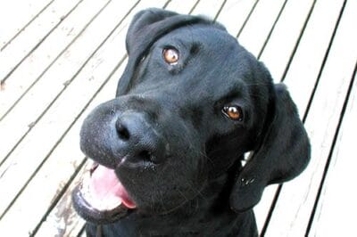 First Aid for Dogs - Insect Sting