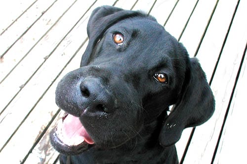 First Aid for Dogs - Insect Sting