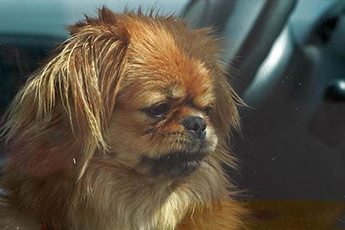 First Aid for Dogs - Heat Stroke | Puppy Tales