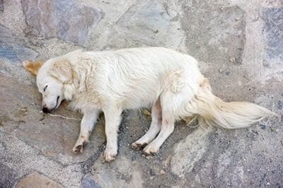 First Aid for Dogs - Seizure
