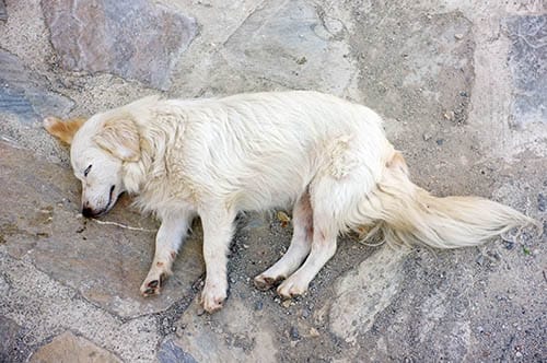 First Aid for Dogs - Seizure