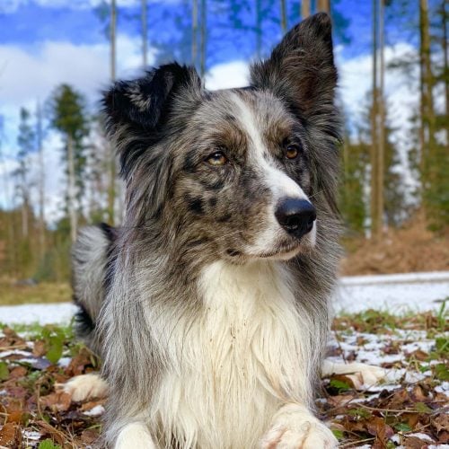 Gipsy-scaled-e1673607918527-500x500