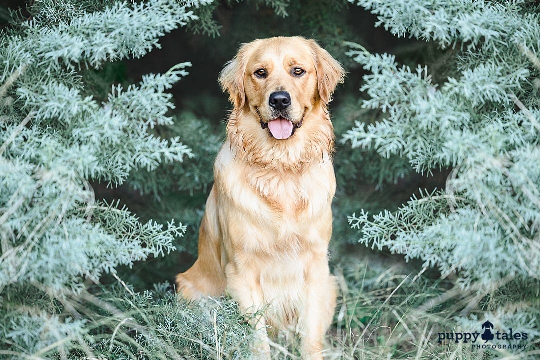 Golden Retriever standing in front of a beautiful green backdrop of trees