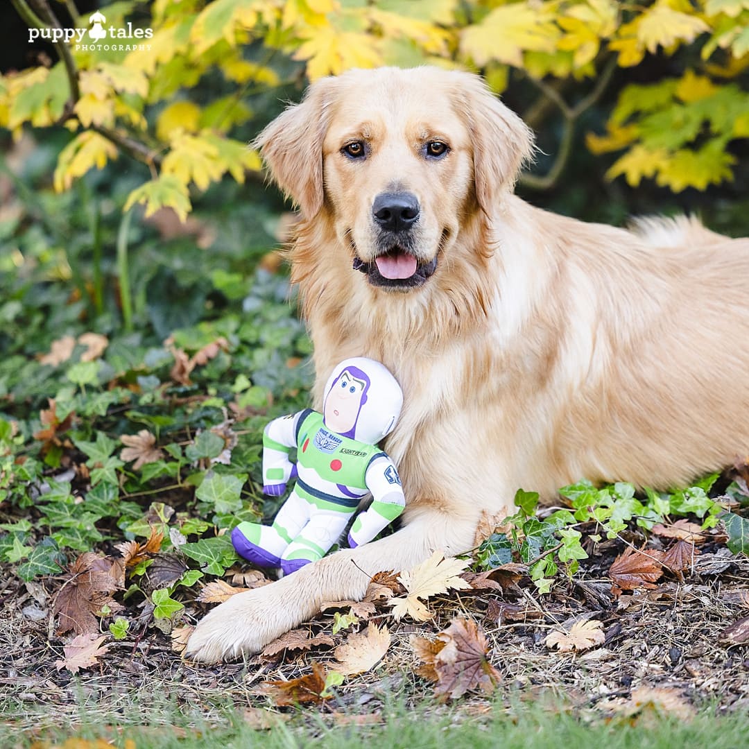 Golden Retrievers captured in this gorgeous photo taken in Canberra