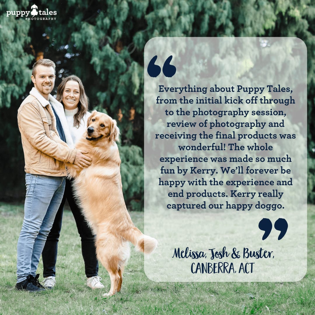 Golden Retriever poses with his fur parents in Canberra during Autumn