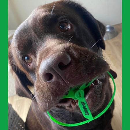 Gordon-labrador-web