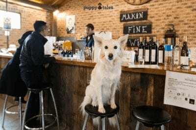 Gourmet Experiences Feature