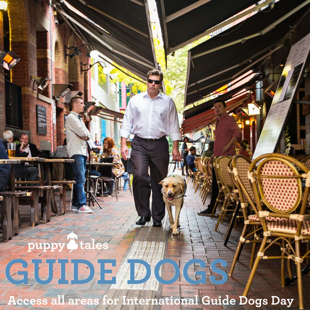 Guide Dogs