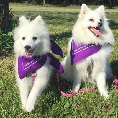 Hachi and Hana have joined the Tales of Fluff Team in Bark for Life Victoria 2017
