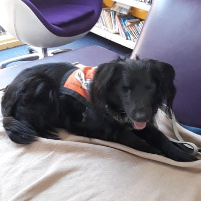Harry Collie x square