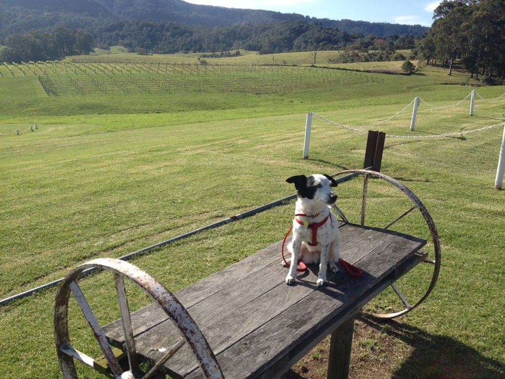 Having your dog at your wedding
