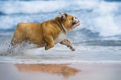 10 Fabulous Hot Day Ideas with your Dog