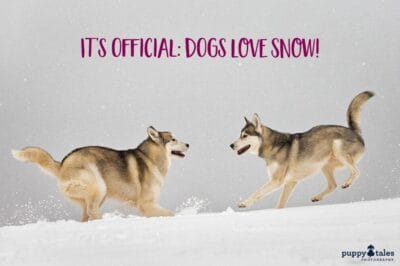 why do dogs love snow