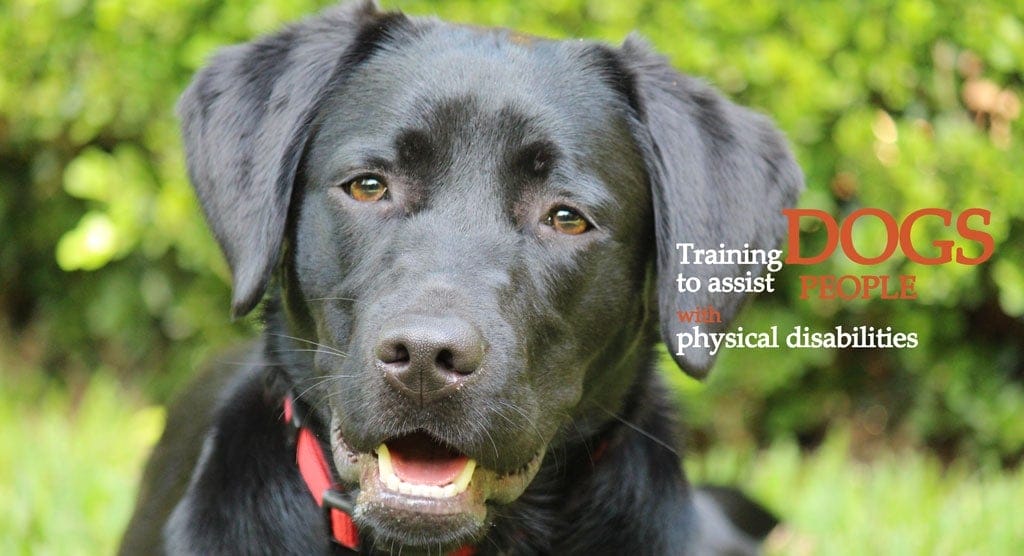 ASDOG Australian Support Dog