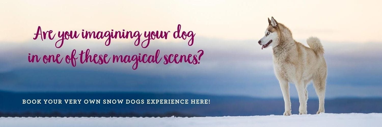 Join for Snow Dogs Experience 6
