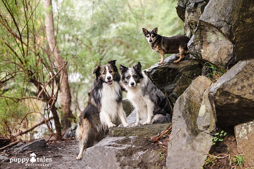 A Warburton photography session with dogs during the autumn season with the pets named Jorgie, Pippa and Harley the best siblings