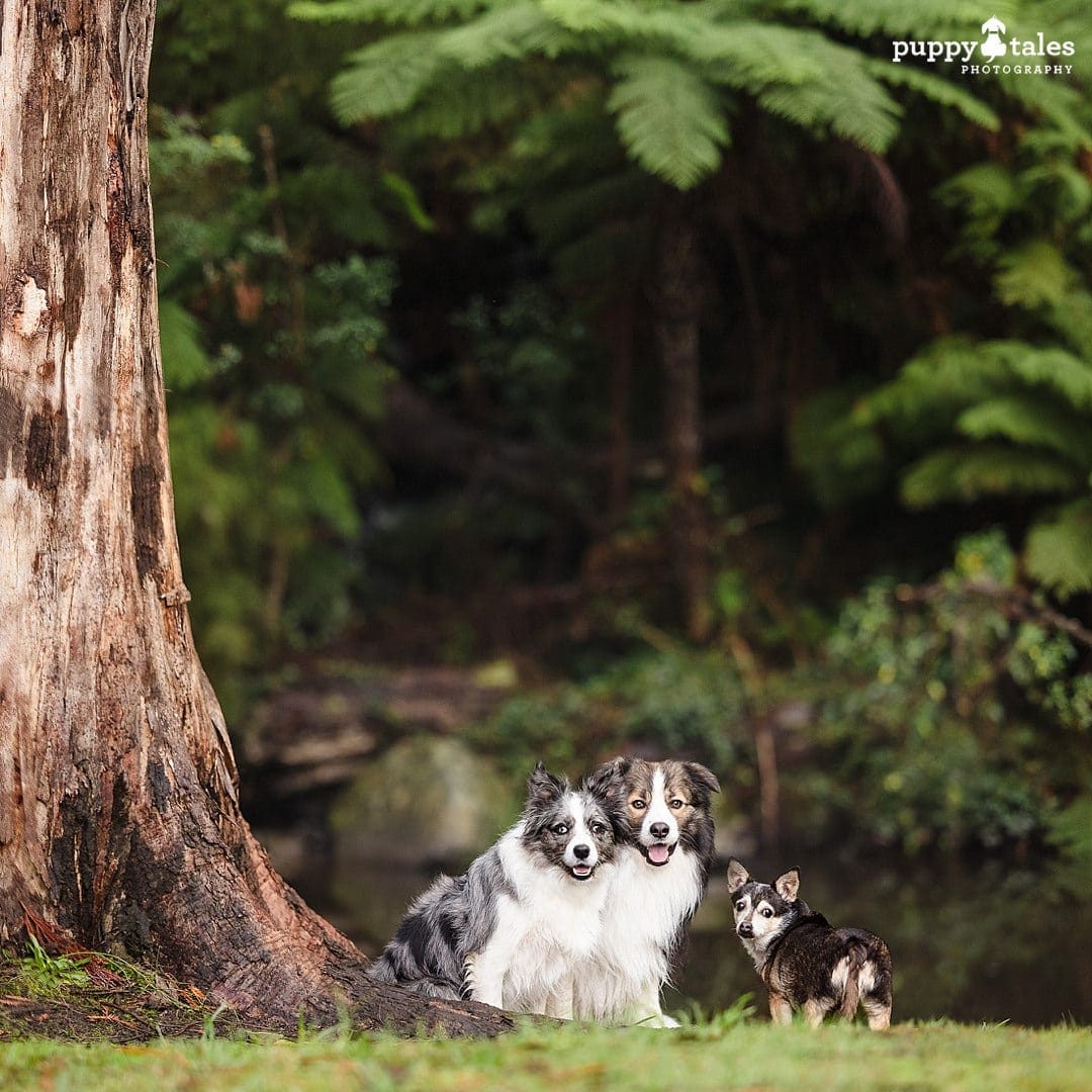 Border Collies and a Chihuahua mix have a dog photography session in Warburton as they show off their bond as dog siblings in the autumn backdrop