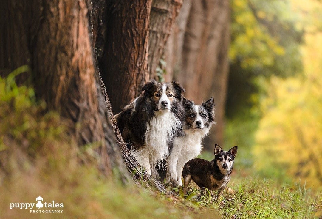 Jorgie, Pippa and Harley have a stunning photo session in Warburton during autumn with the beautiful hues of the leaves as their backdrop