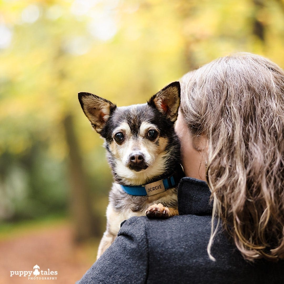 Warburton photography session with dogs named Jorgie, Pippa and Harley with the gorgeous autumn background as they pose for the camera