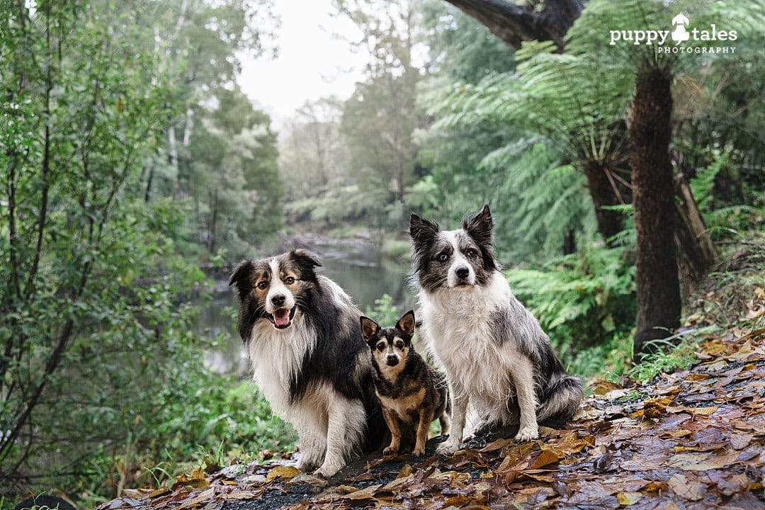 Beautiful pet photography session in Warburton featuring three dog siblings named Jorgie, Pippa and Harley