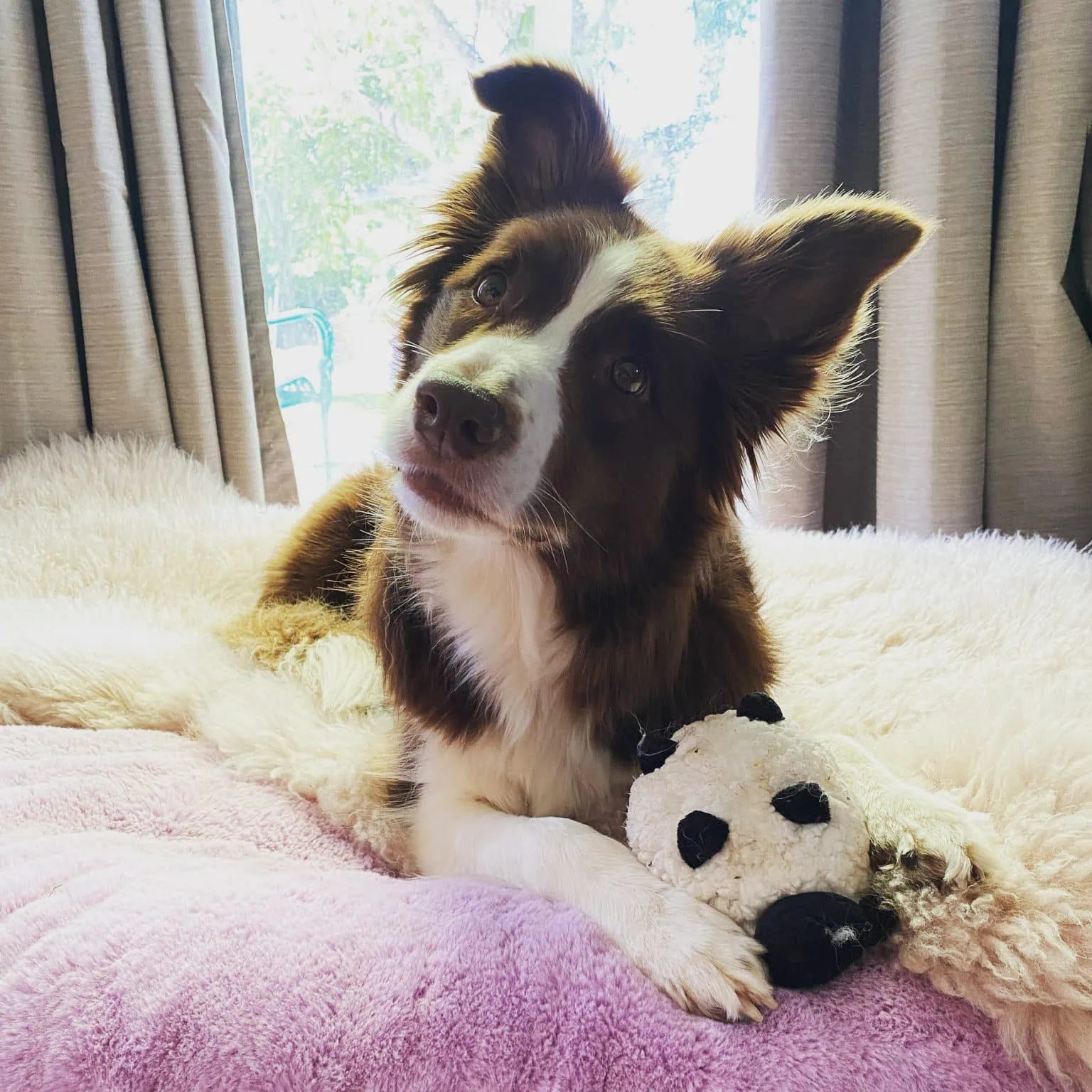 Lola-Border-Collie-square-1536x1536