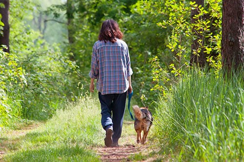 Teaching Your Dog Loose Lead Walking