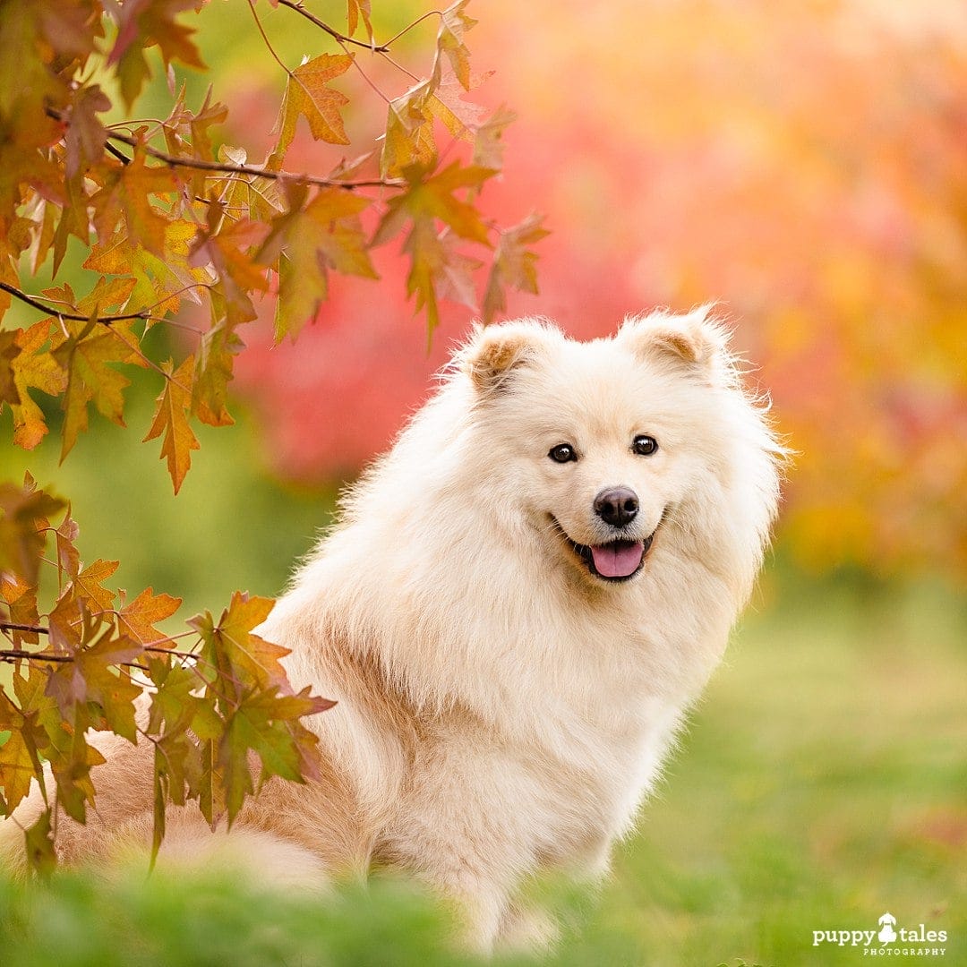 Autumn dog photography with a Finnish Lapphund at the Canberra Arboretum 