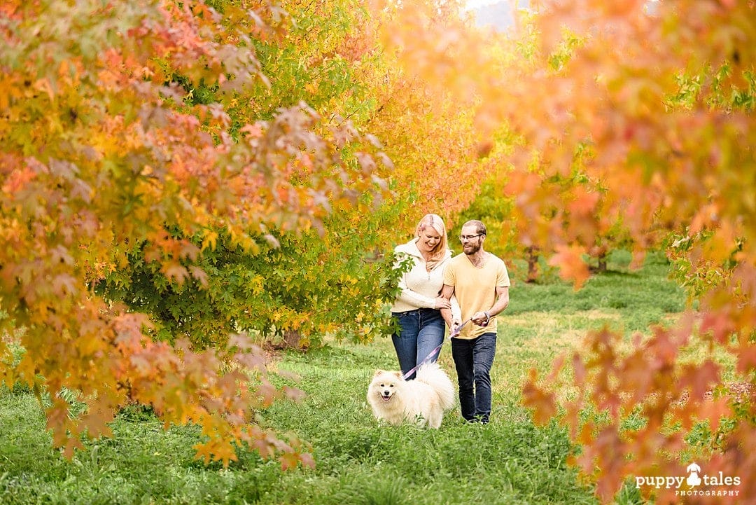 Orange leaves of trees become the backdrop of this pet photography session