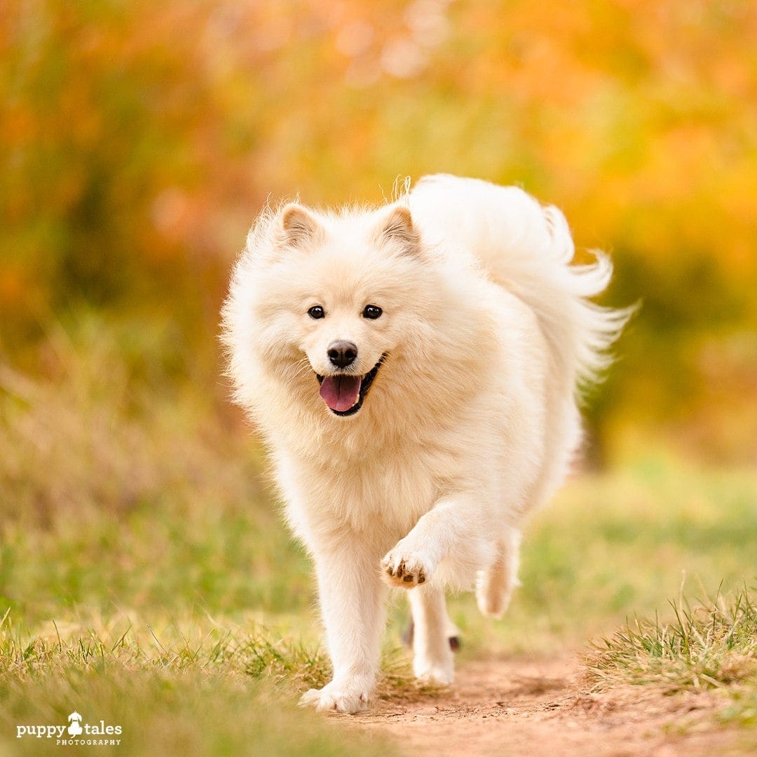 Lumi the Finnish Lapphund is showing off how lively and fun she is for her photo session