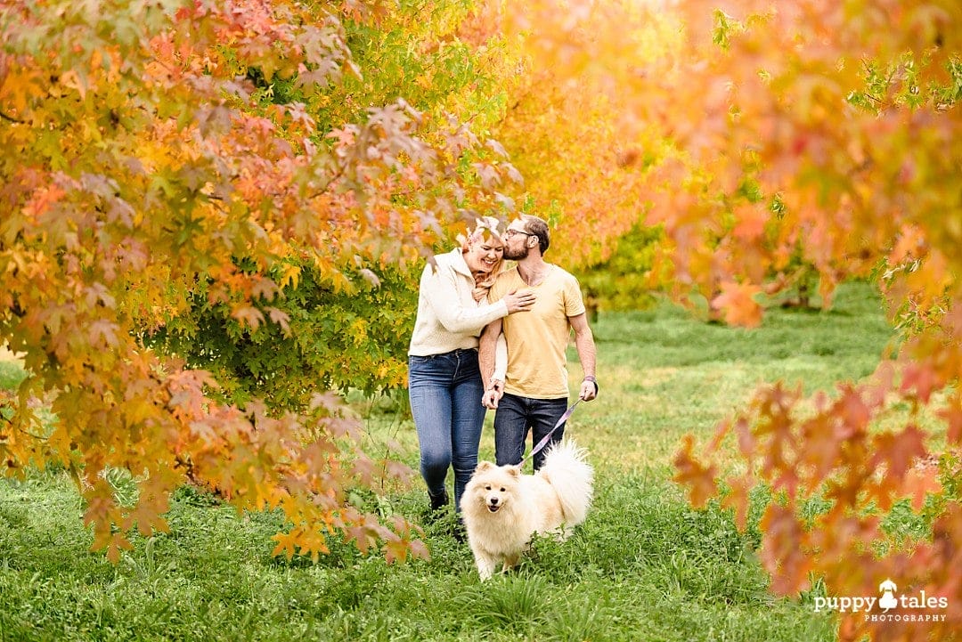 Dog photography at the Canberra Arboretum with Lumi the Finnish Lapphund and her human parents