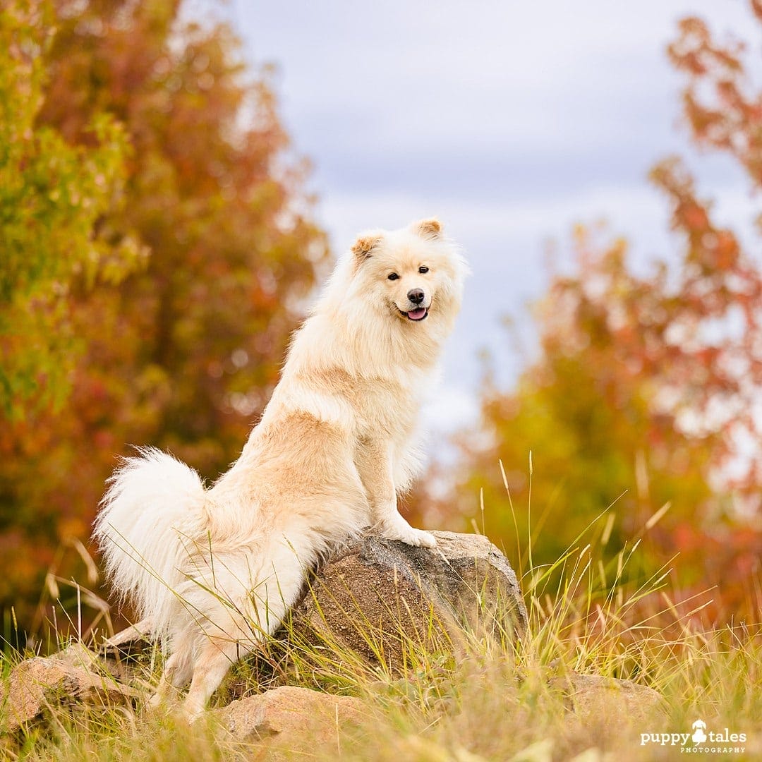 Lumi the Lappie has a pet photo session with the orange autumn leaves as the backdrop