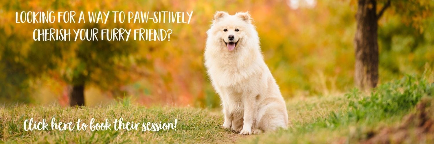 Dog photography at the Canberra Arboretum with Lumi the Finnish Lapphund with the beautiful shades of Autumn as her backdrop